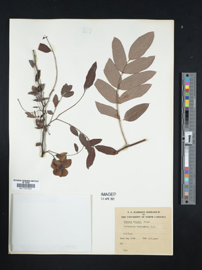Robinia kelseyi image
