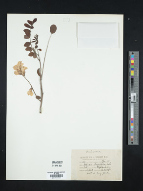 Robinia hispida image