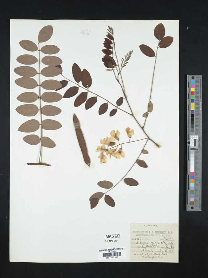 Robinia x margaretta image