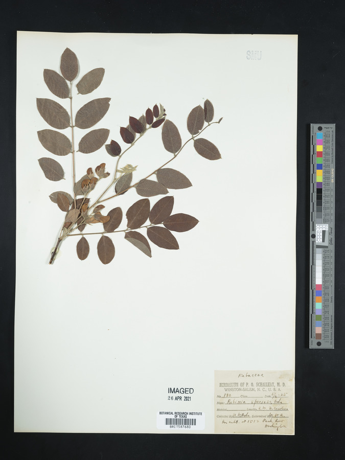 Robinia speciosa image