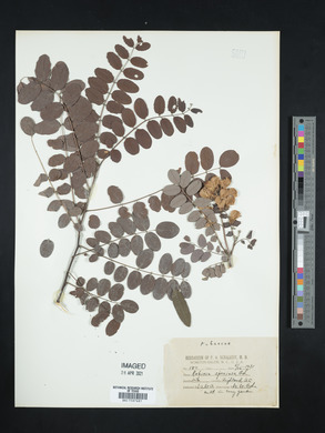 Robinia speciosa image