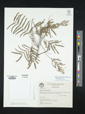 Acacia berlandieri image