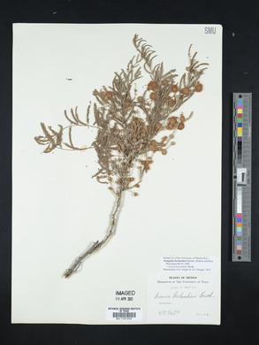 Acacia berlandieri image