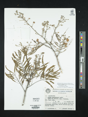 Acacia berlandieri image