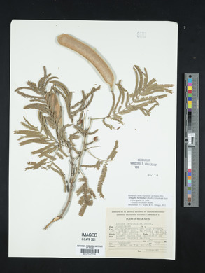 Acacia berlandieri image