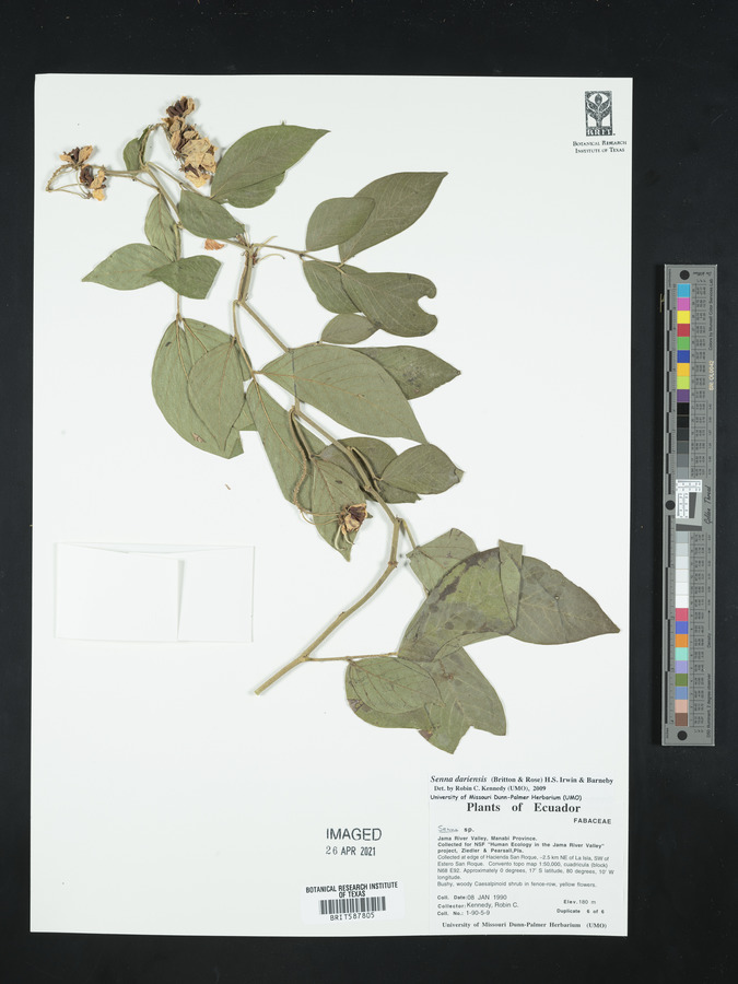 Senna dariensis image