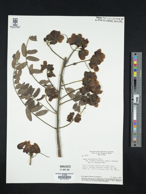 Senna spectabilis image