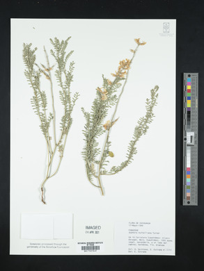 Sophora nuttalliana image