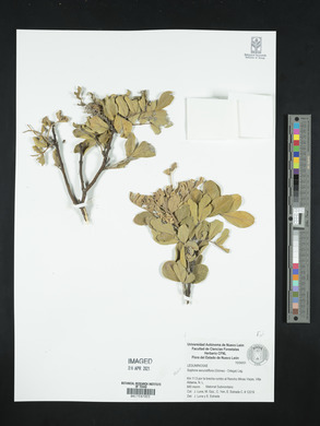 Dermatophyllum secundiflorum image