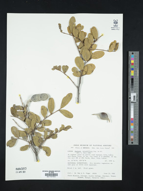 Dermatophyllum secundiflorum image