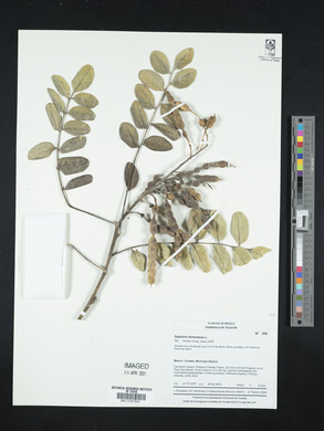 Sophora tomentosa image