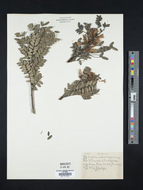 Sophora macrocarpa image