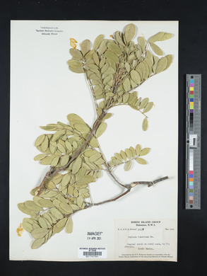 Sophora tomentosa image