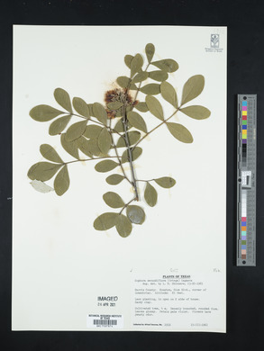 Dermatophyllum secundiflorum image