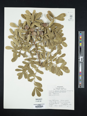 Dermatophyllum secundiflorum image