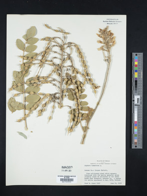 Sophora tomentosa image