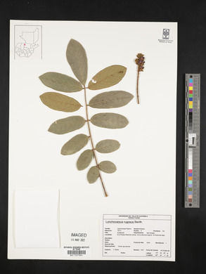 Lonchocarpus rugosus image