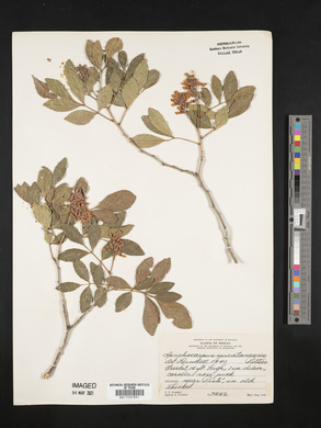 Lonchocarpus yucatanensis image