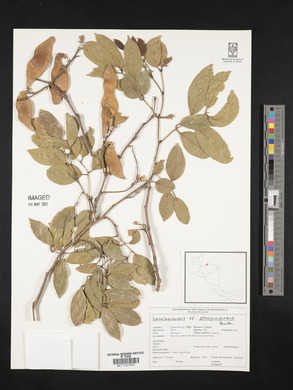 Lonchocarpus atropurpureus image