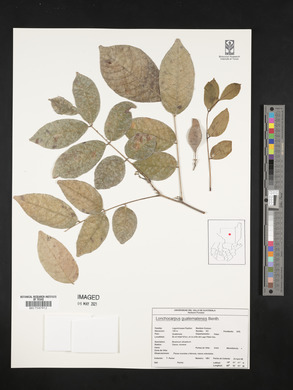Lonchocarpus guatemalensis image
