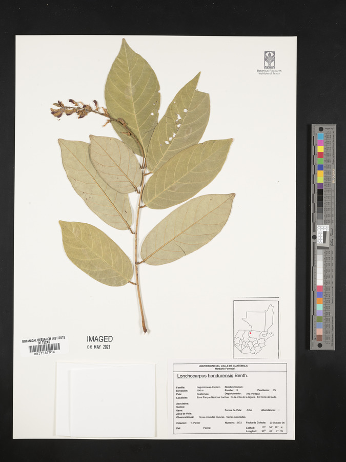 Lonchocarpus hondurensis image