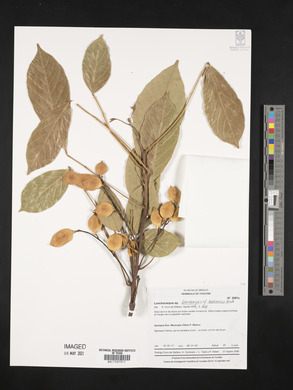 Image of Lonchocarpus hondurensis