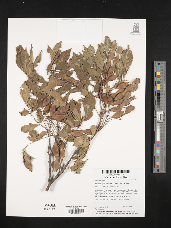 Lonchocarpus nicoyensis image