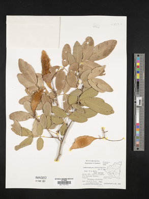 Lonchocarpus phlebophyllus image