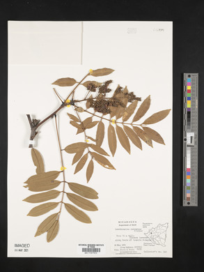 Lonchocarpus purpureus image