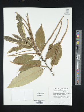 Castanea mollissima image