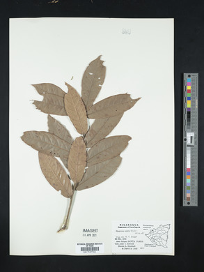 Quercus corrugata image