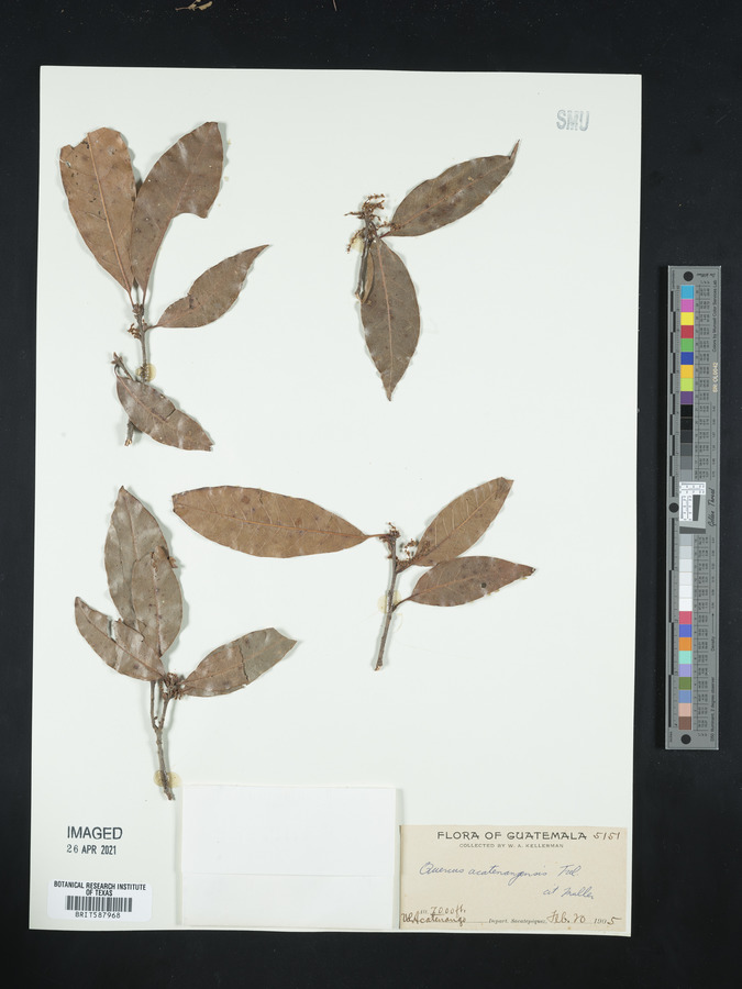Quercus acutifolia image