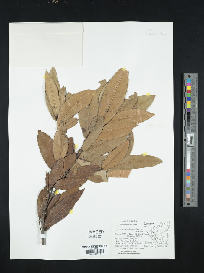 Quercus acutifolia image