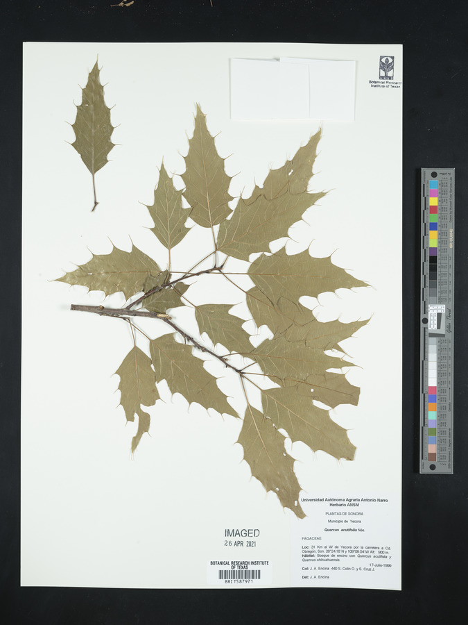 Quercus acutifolia image