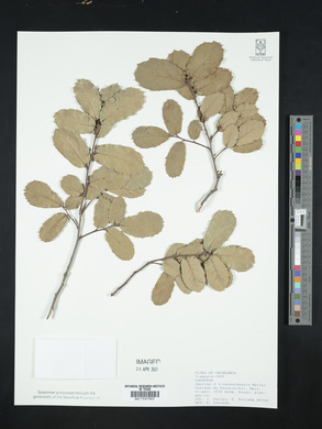 Quercus basaseachicensis image
