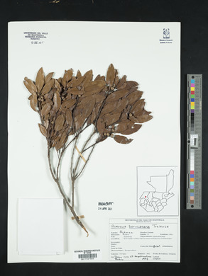 Quercus seemannii image