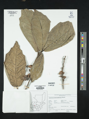 Quercus crassifolia image