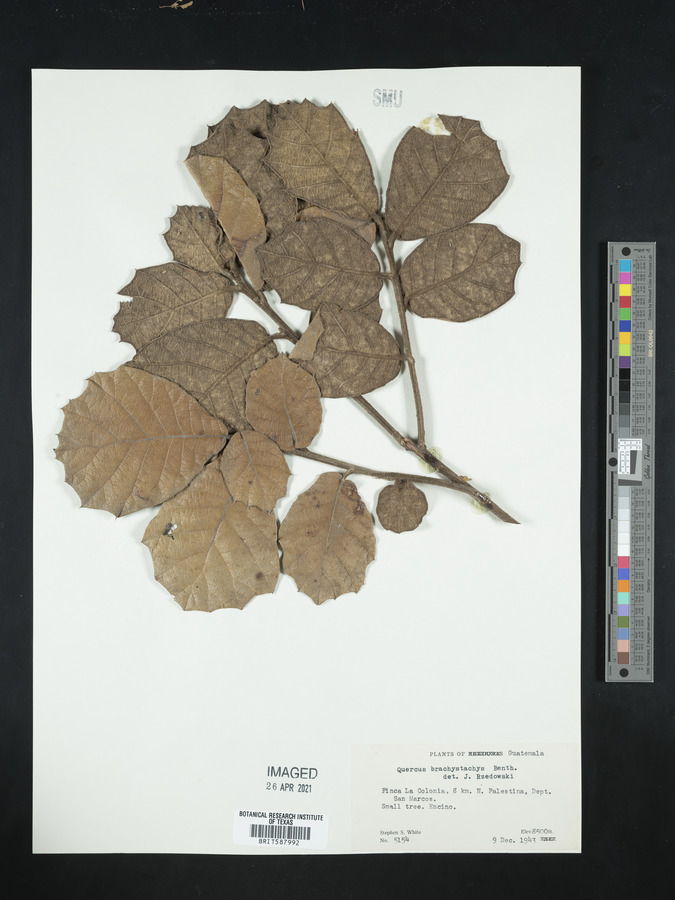 Quercus crassifolia image