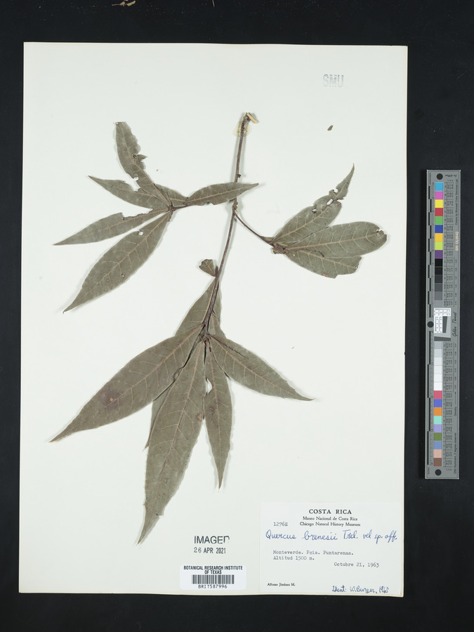 Quercus brenesii image