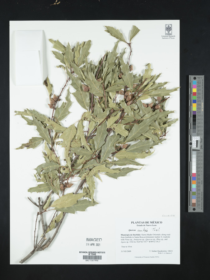 Quercus canbyi image