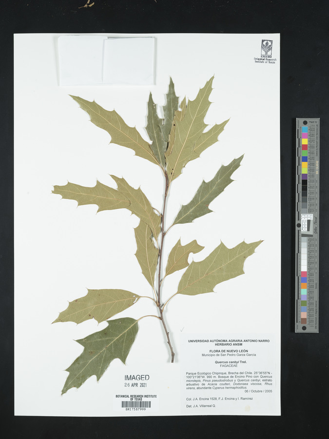 Quercus canbyi image