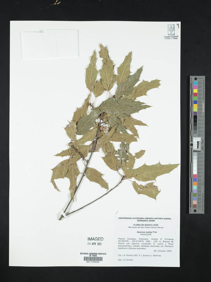 Quercus canbyi image