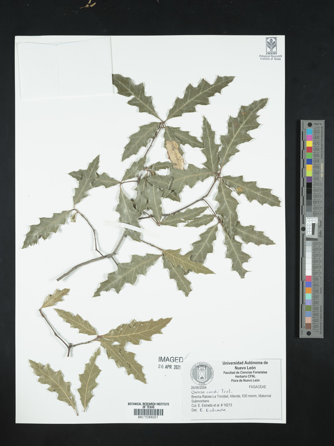 Quercus canbyi image