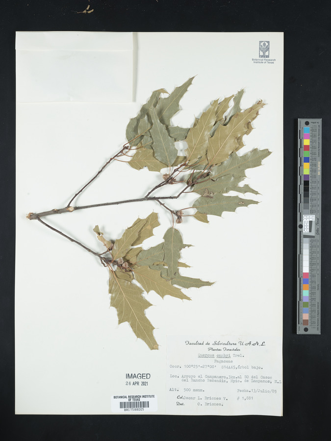 Quercus canbyi image