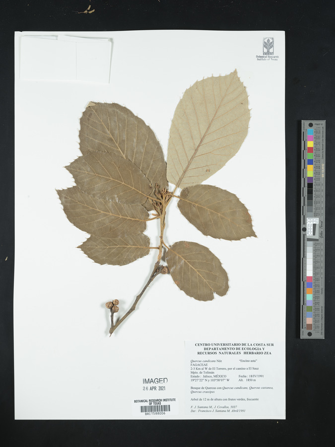 Quercus candicans image