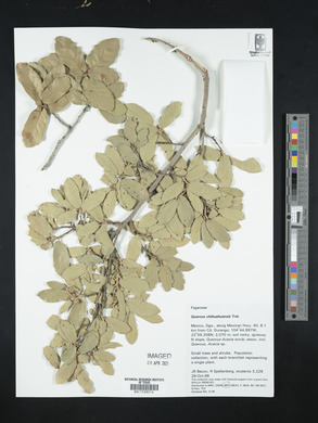 Quercus chihuahuensis image