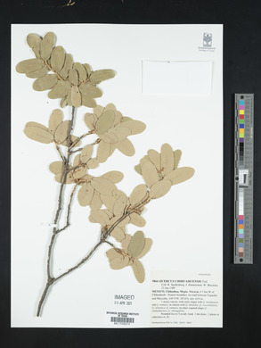 Quercus chihuahuensis image