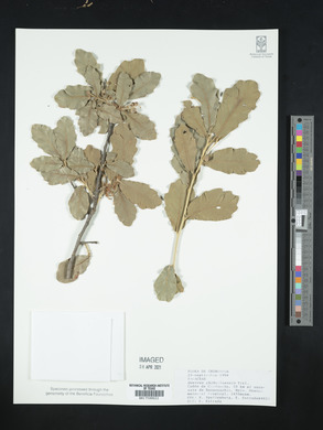 Quercus chihuahuensis image