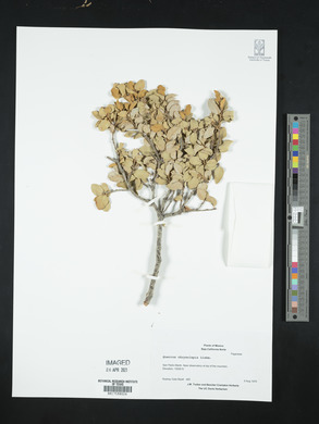 Quercus chrysolepis image