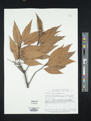Quercus conspersa image